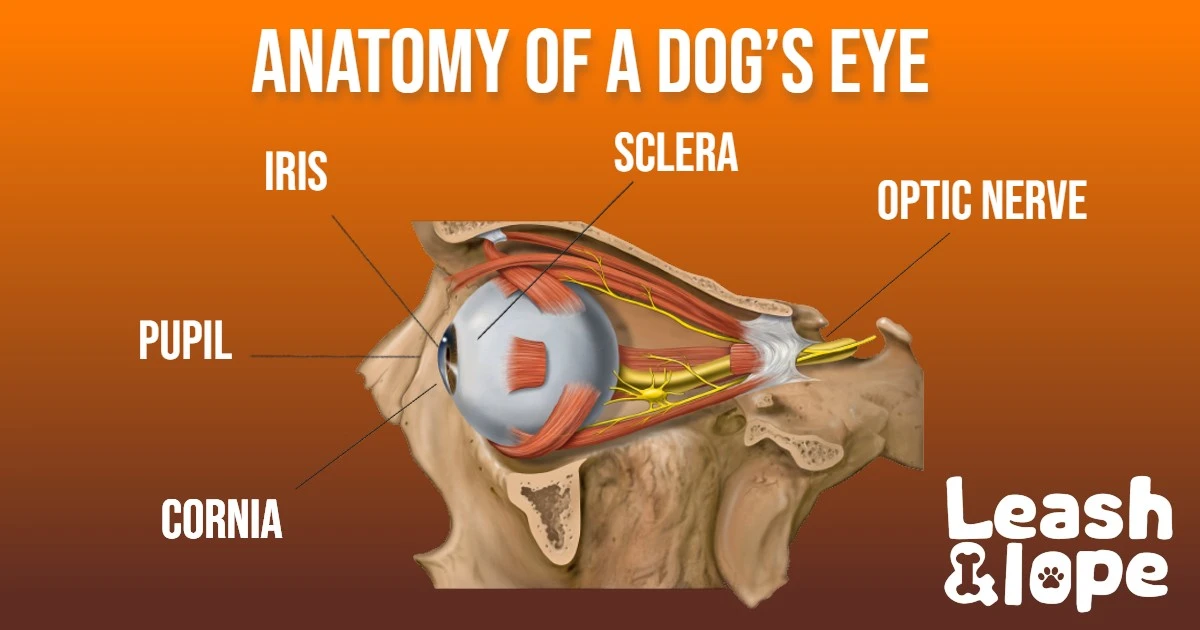 Anatomy of a dogs eye