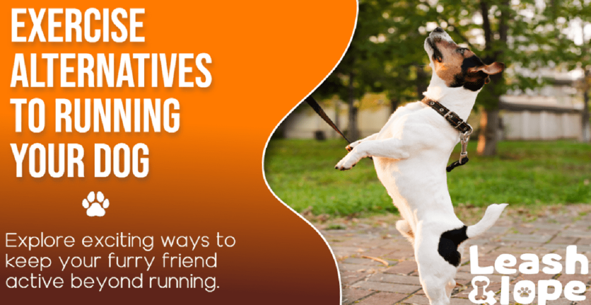 Exercise-Alternatives-to-Running-Your-Dog-featured-image