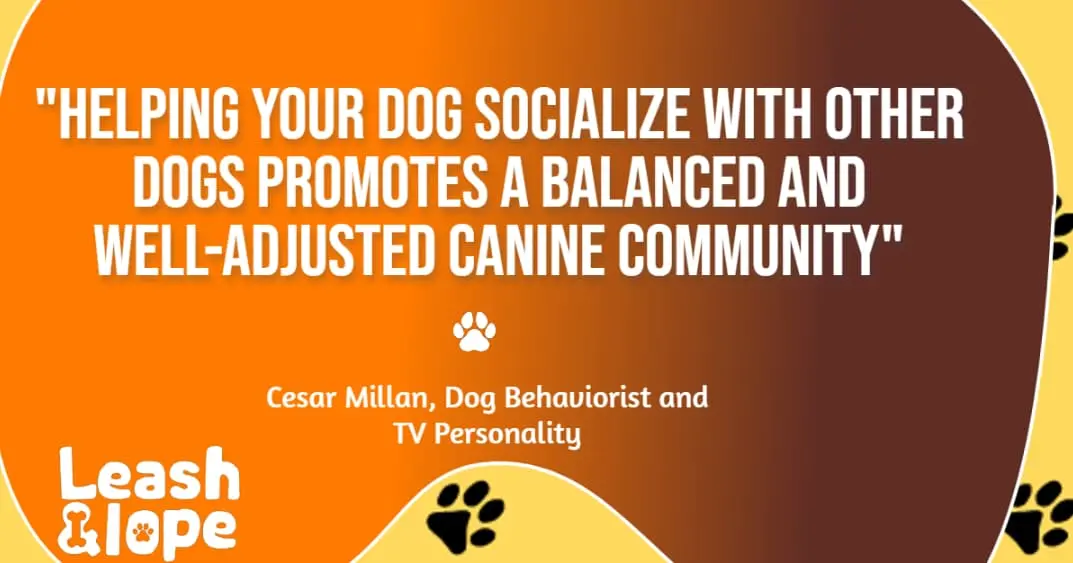 Socialize your dogs with other dogs and human quote