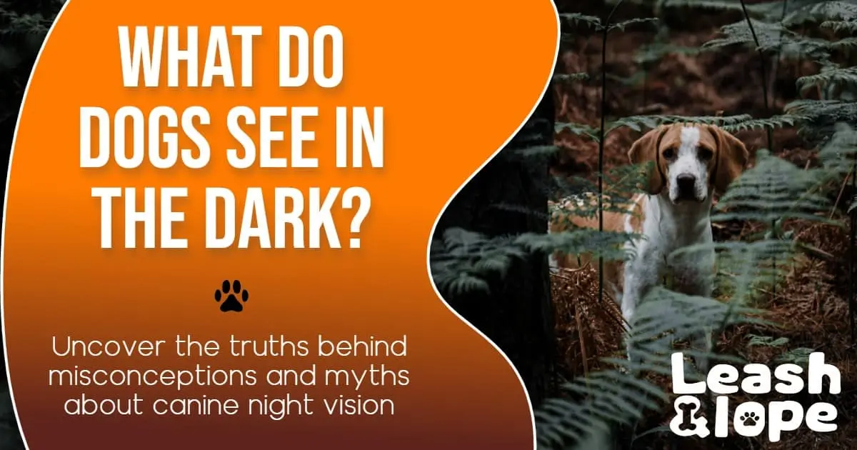 What Do Dogs See in The Dark