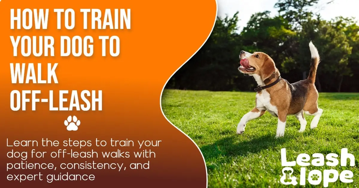 How to Train Your Dog to Walk Off-Leash