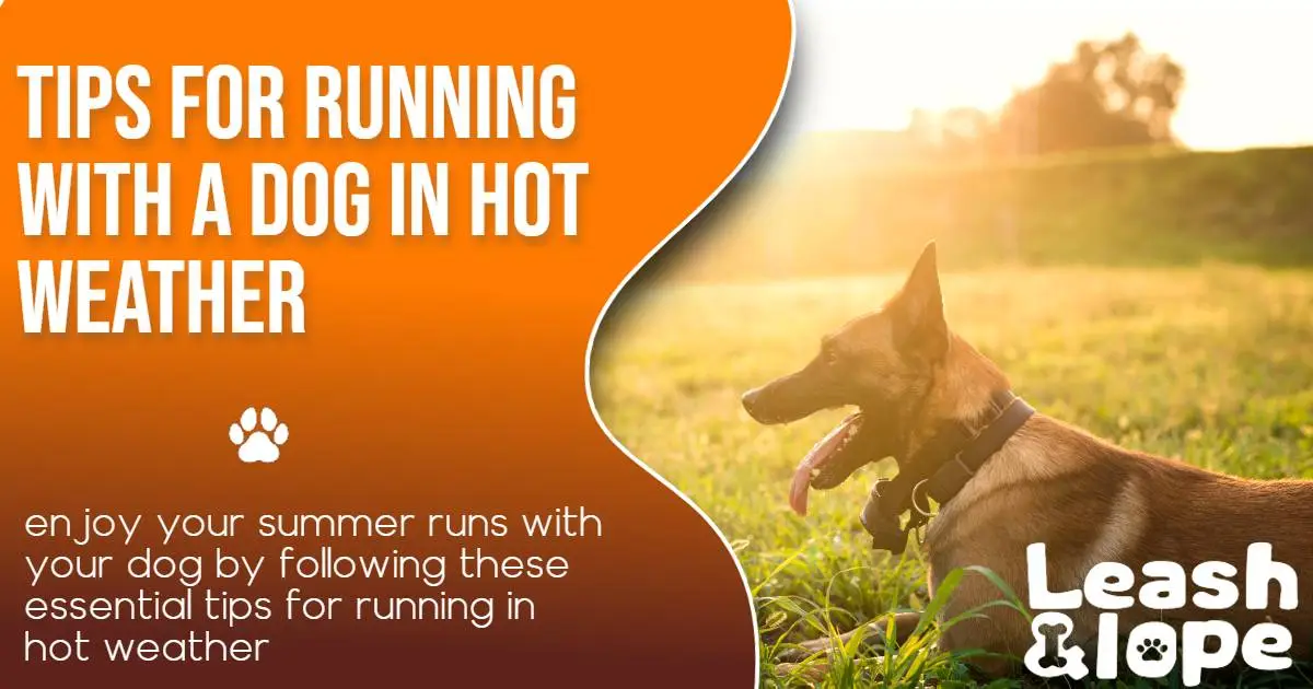 Tips for Running with a Dog in Hot Weather