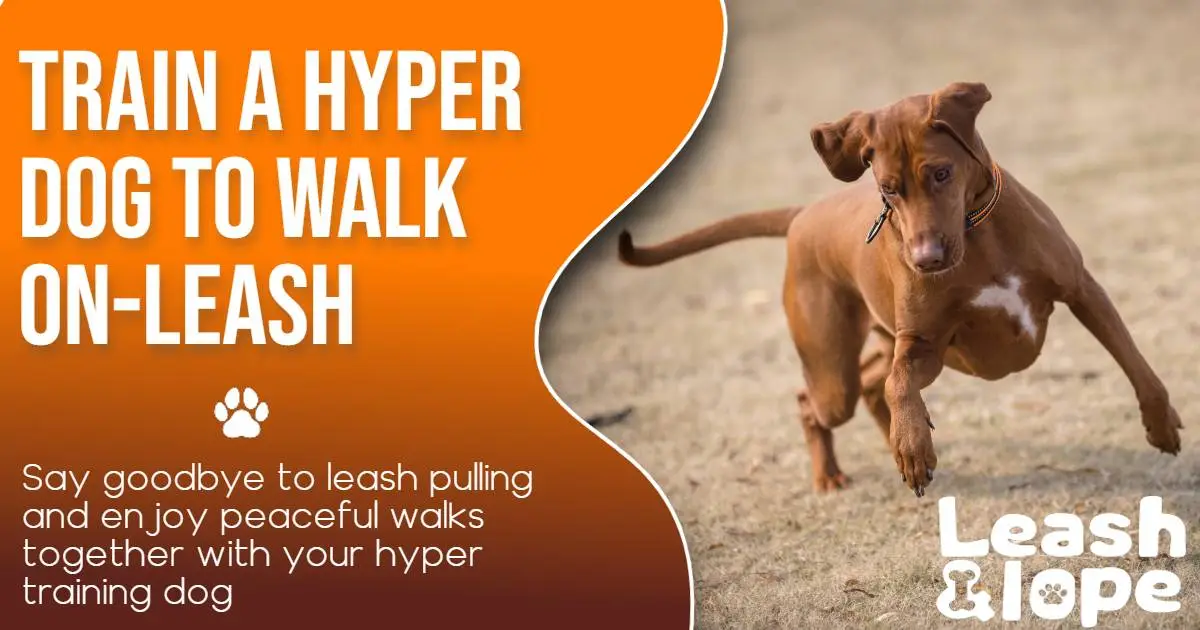 Train a Hyper Dog to Walk On-Leash