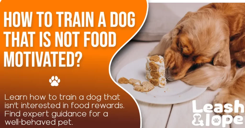 How to Train a Dog That is Not Food Motivated